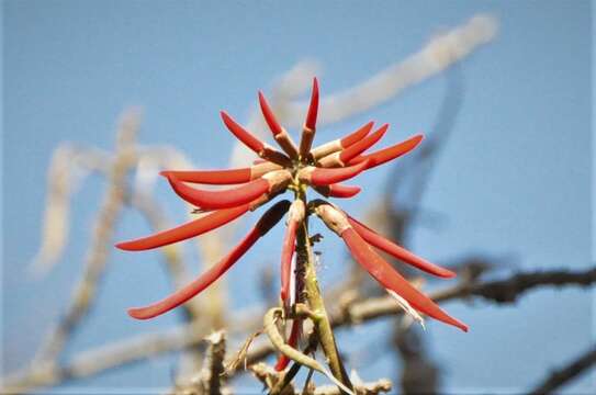 Слика од Erythrina americana Mill.