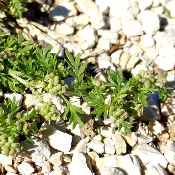 Image of Lesser swine-cress