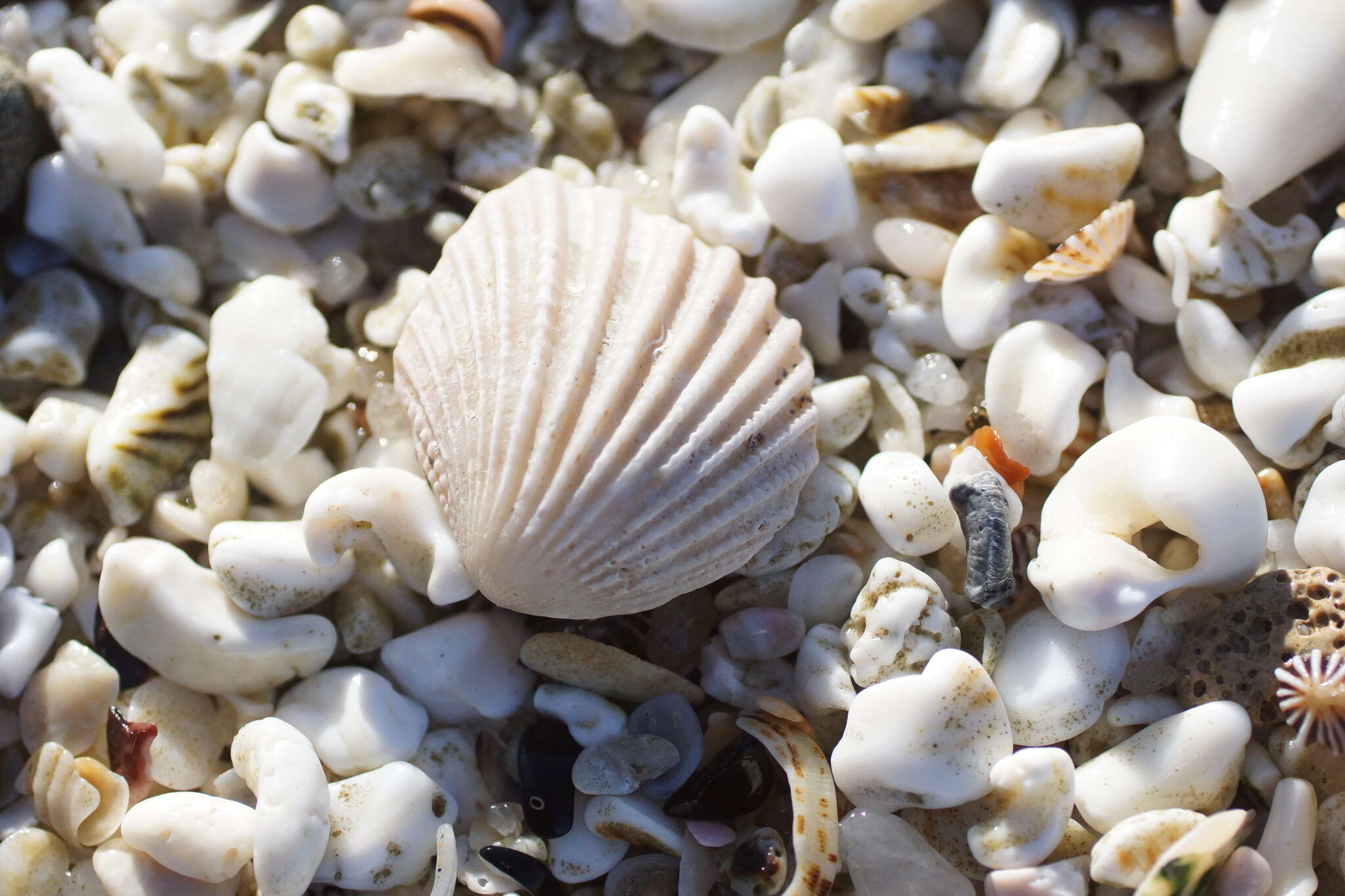 Image of brooch clam