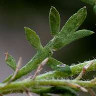 Image of Lesser swine-cress