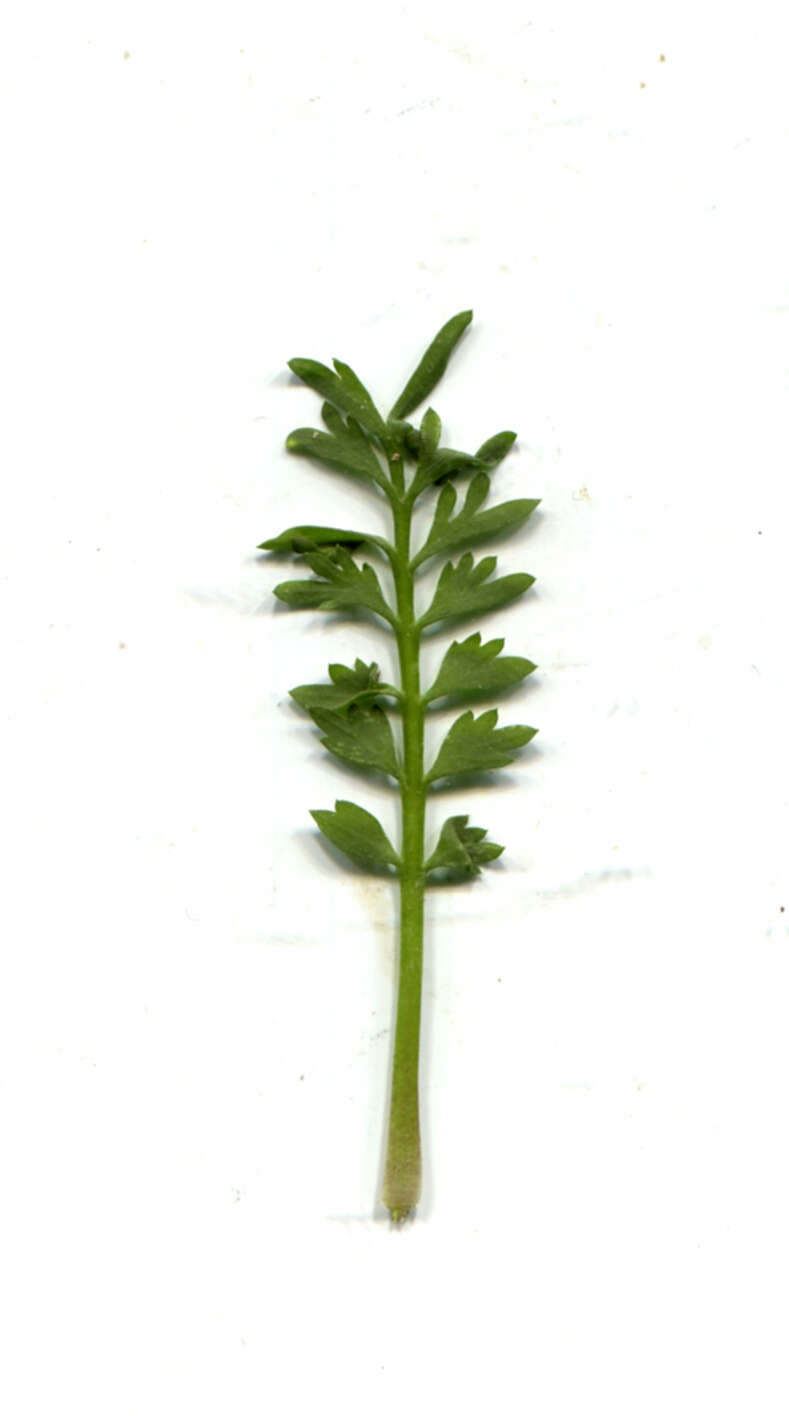 Image of Lesser swine-cress