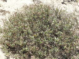 Image of Palafoxia linearis (Cav.) Lag.