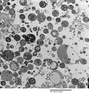 Image of Bacillus subtilis