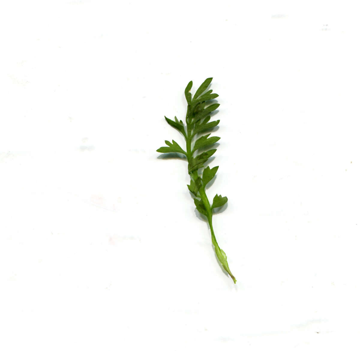 Image of Lesser swine-cress