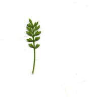 Image of Lesser swine-cress