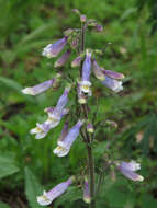 Image de Penstemon hirsutus (L.) Willd.