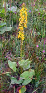 Image of Ligularia subsagittata Pojark.