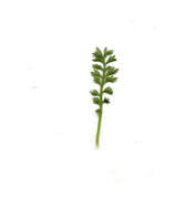 Image of Lesser swine-cress