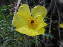 Image of Mexican pricklypoppy