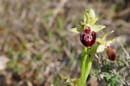 Image of Ophrys sphegodes subsp. provincialis H. Baumann & Künkele