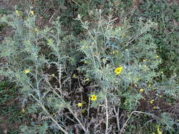 Image of Mexican pricklypoppy