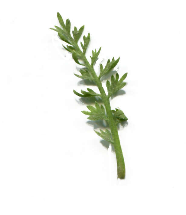 Image of Lesser swine-cress