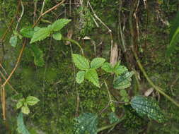 Image of Pilea angulata (Bl.) Bl.