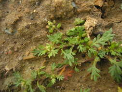 Image of Lesser swine-cress