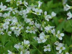 Image of Large Bittercress