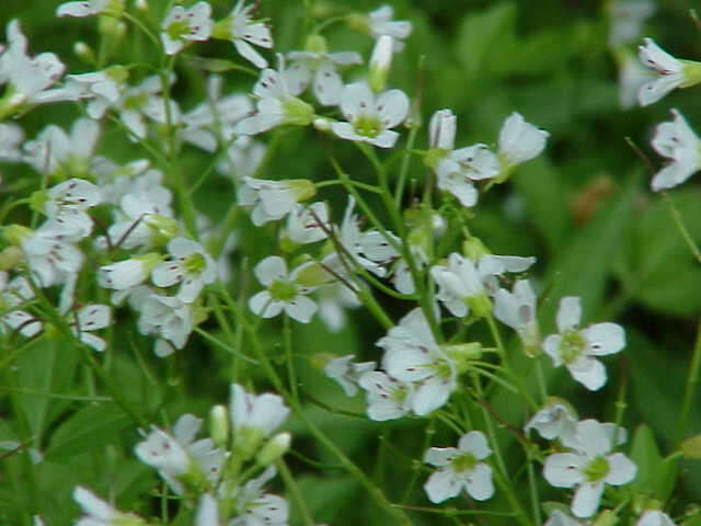 Image of Large Bittercress