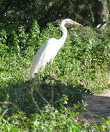 Image of Great Egret