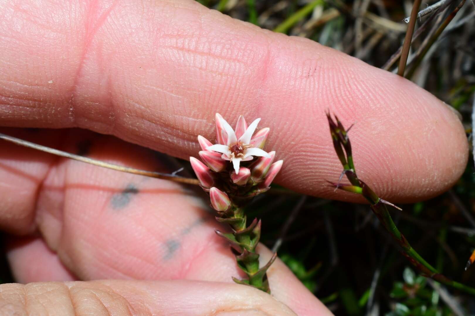 Image of Sprengelia montana R. Br.