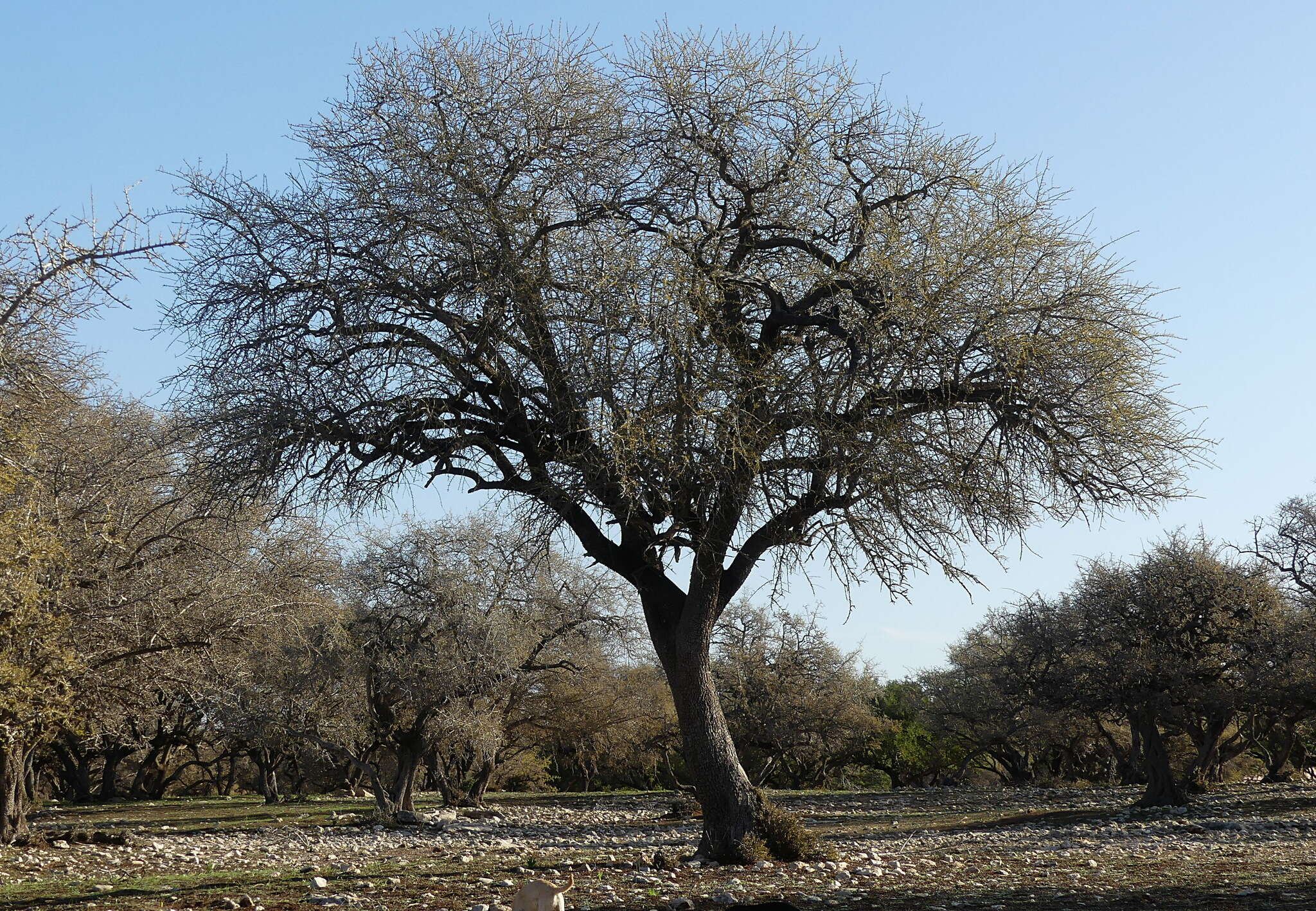 Слика од Sideroxylon spinosum L.