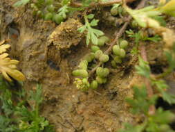 Image of Lesser swine-cress