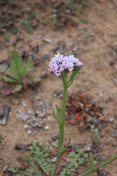 Imagem de Limonium sinuatum (L.) Miller