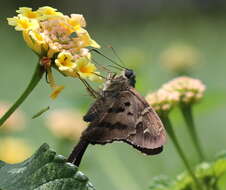 Image of Long-tailed Skipper