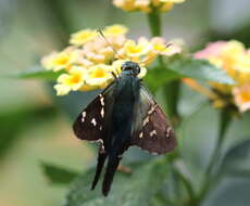 Image of Long-tailed Skipper