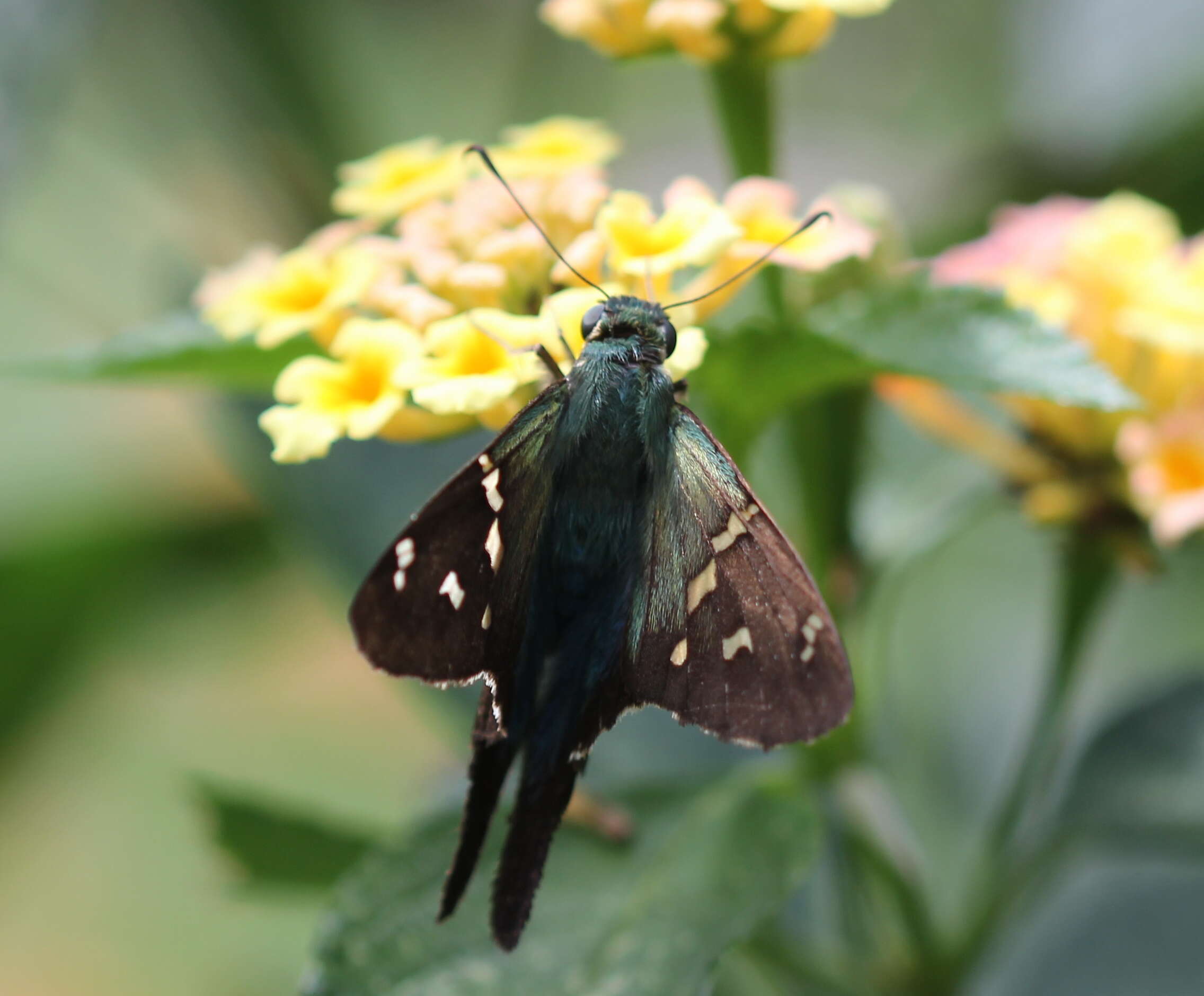 Image of Long-tailed Skipper