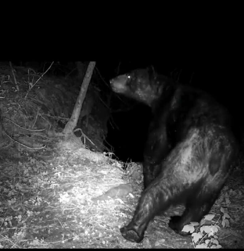 Image of Mexican Black Bear