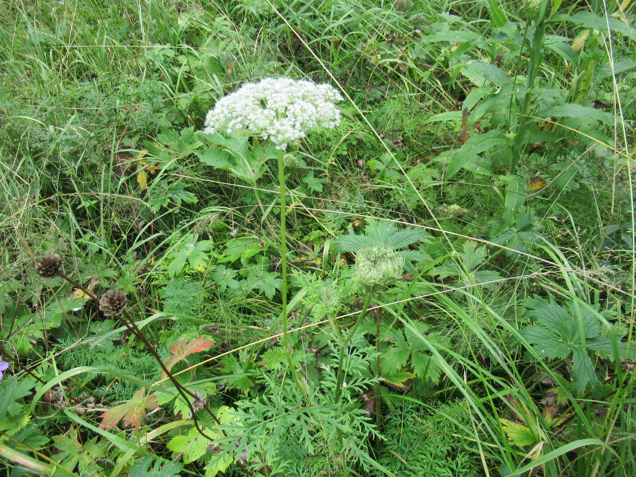 Слика од Seseli condensatum (L.) Rchb. fil.