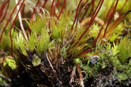 Image of meesia moss