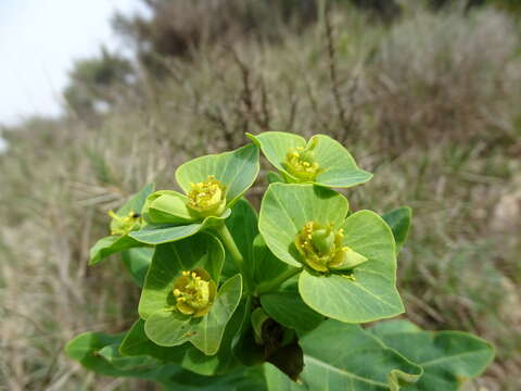 Image of Euphorbia isatidifolia Lam.