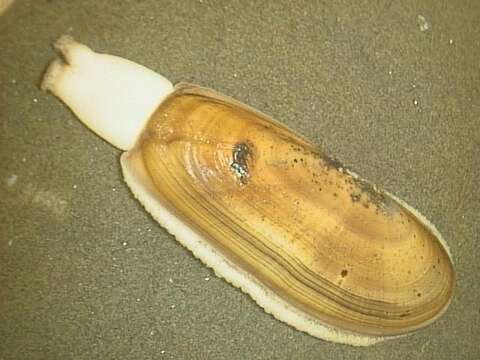 Image of Pacific razor clam