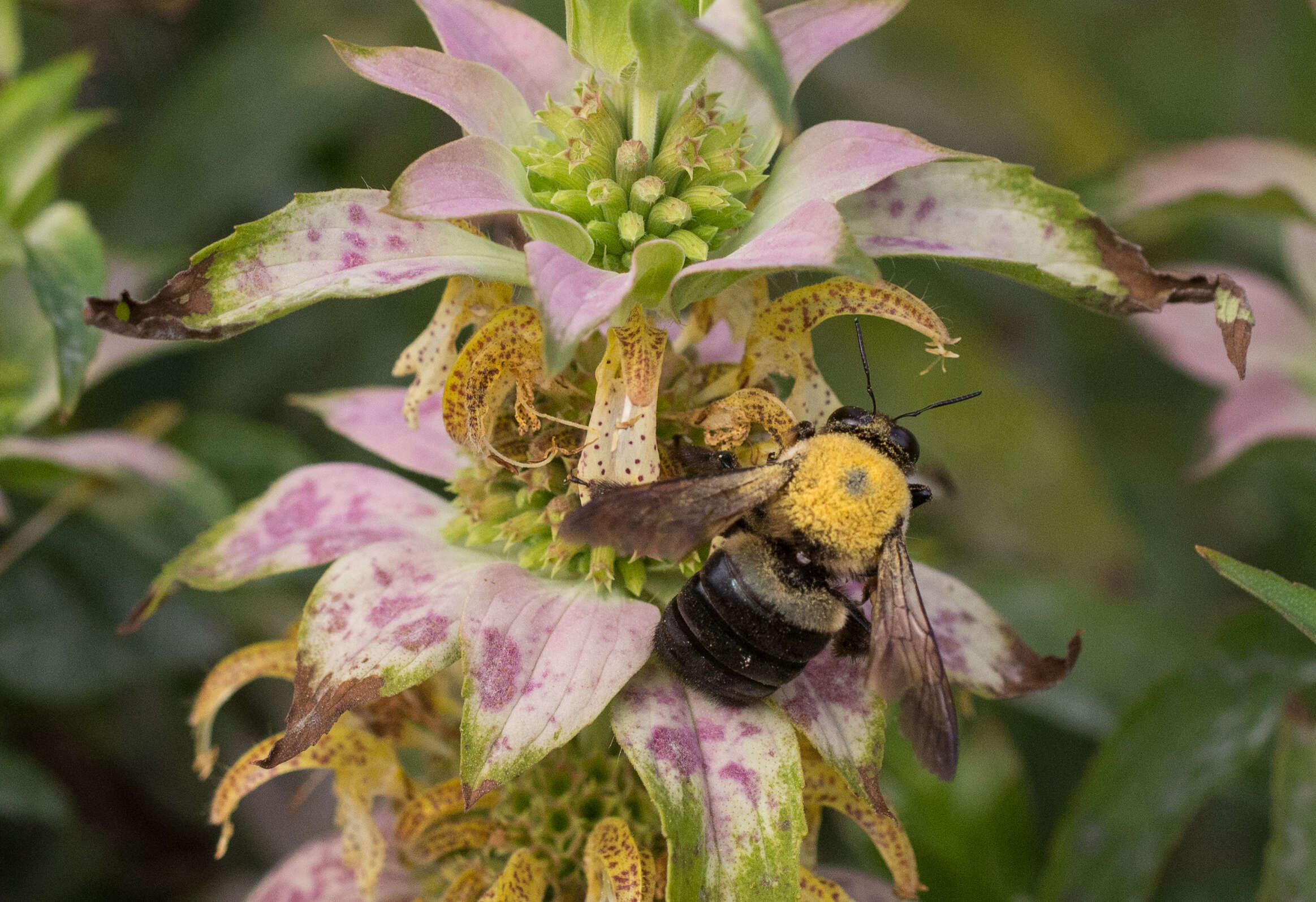 Image of Eastern Carpenter Bee