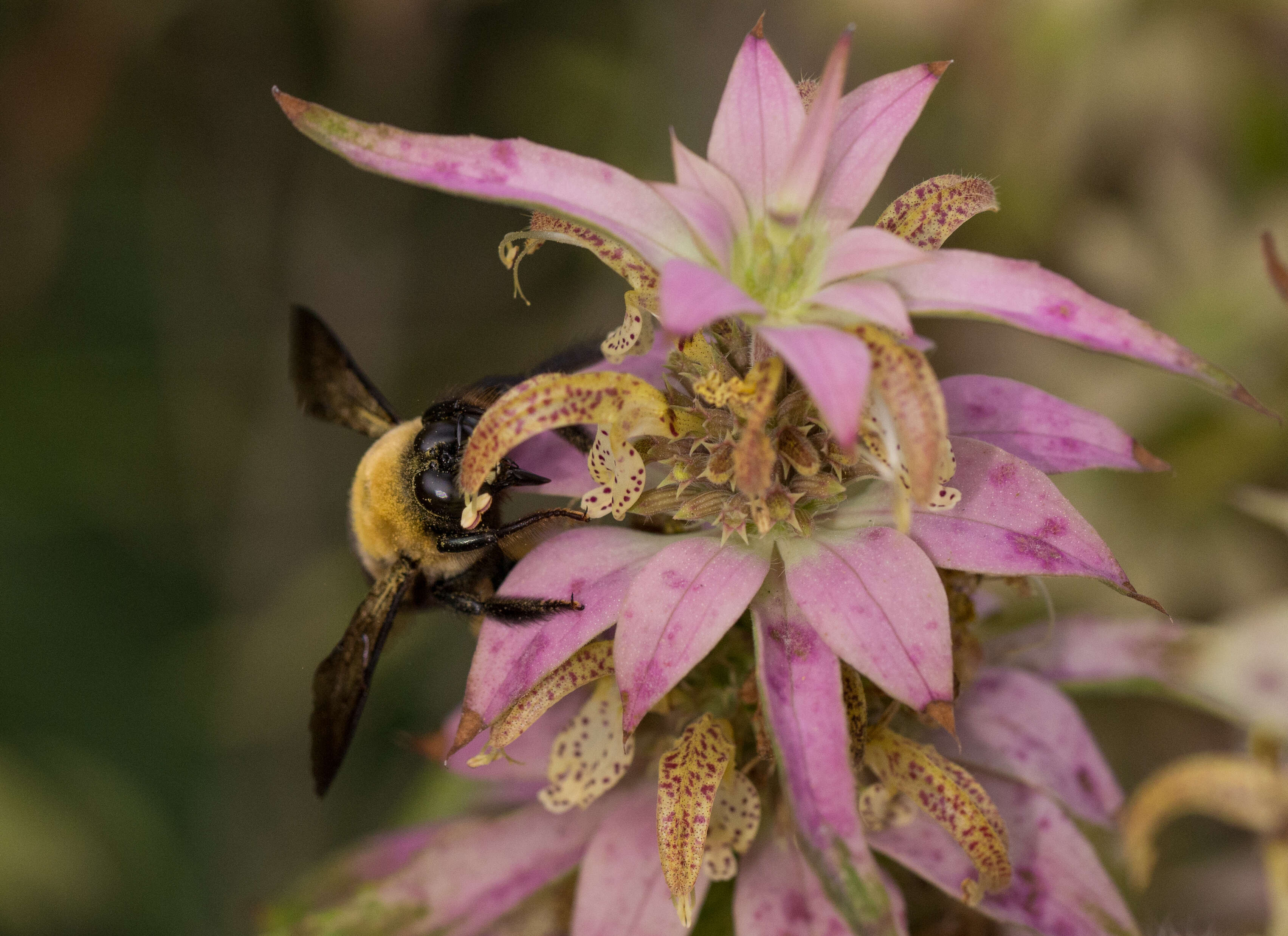 Image of Eastern Carpenter Bee