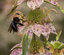 Imagem de Xylocopa virginica (Linnaeus 1771)