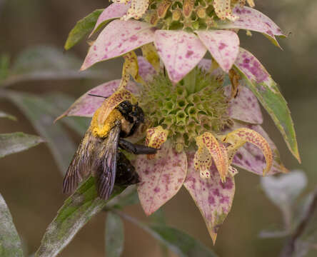 Imagem de Xylocopa virginica (Linnaeus 1771)