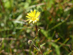Image of lanceleaf goldenweed