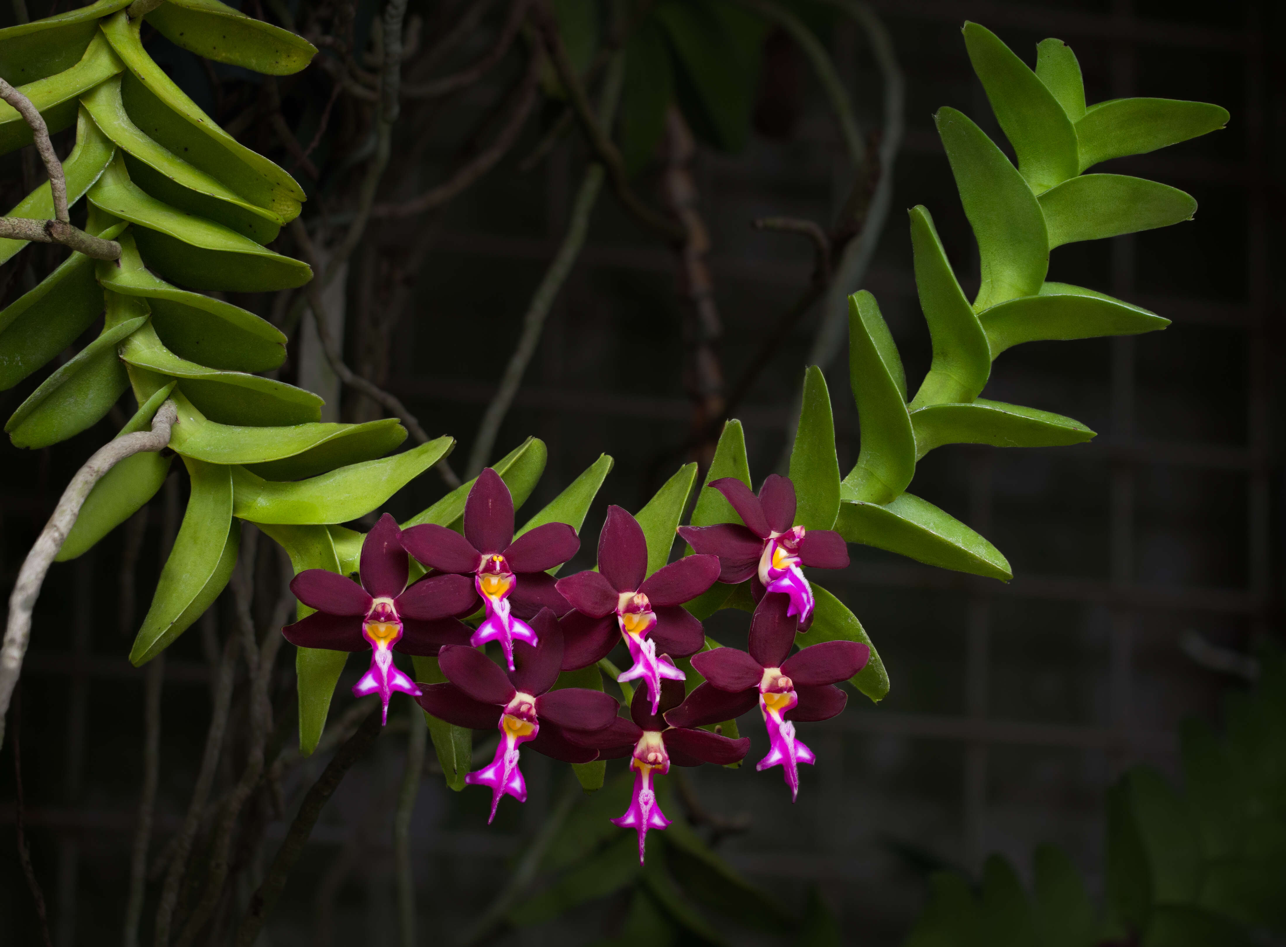 Trichoglottis atropurpurea Rchb. fil. resmi