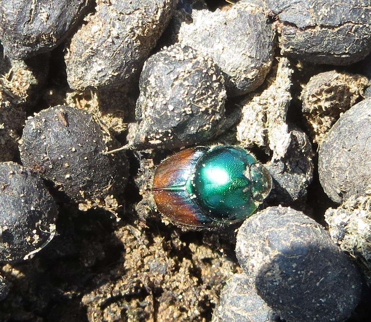 Image of Proagoderus lanista (Castelnau 1840)