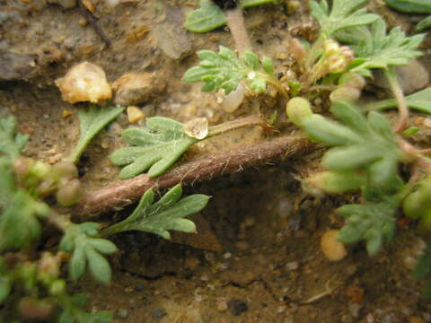 Image of Lesser swine-cress