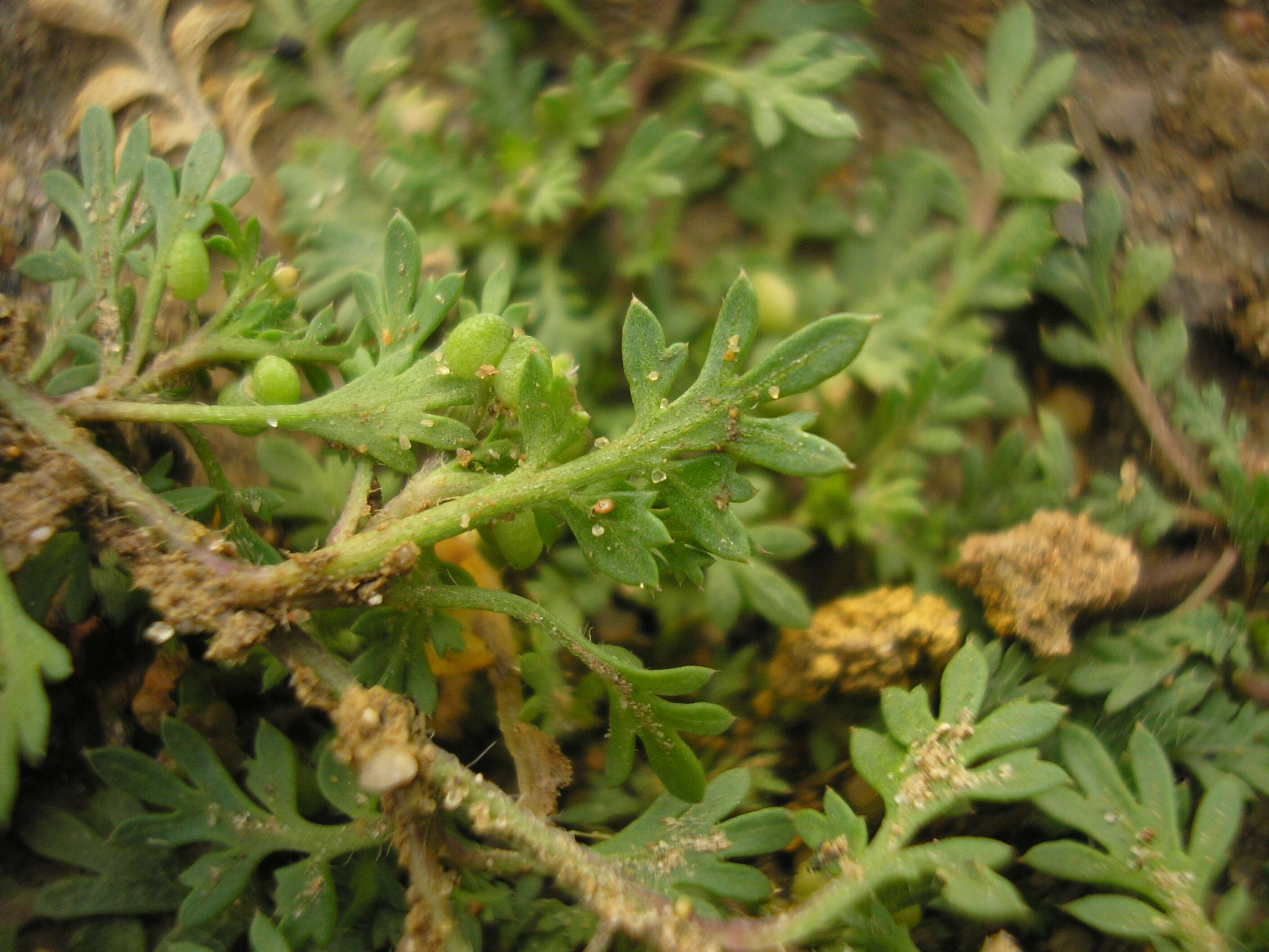 Image of Lesser swine-cress