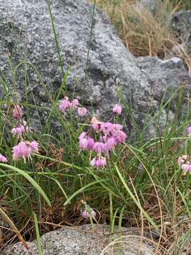 Image of Allium cernuum var. cernuum