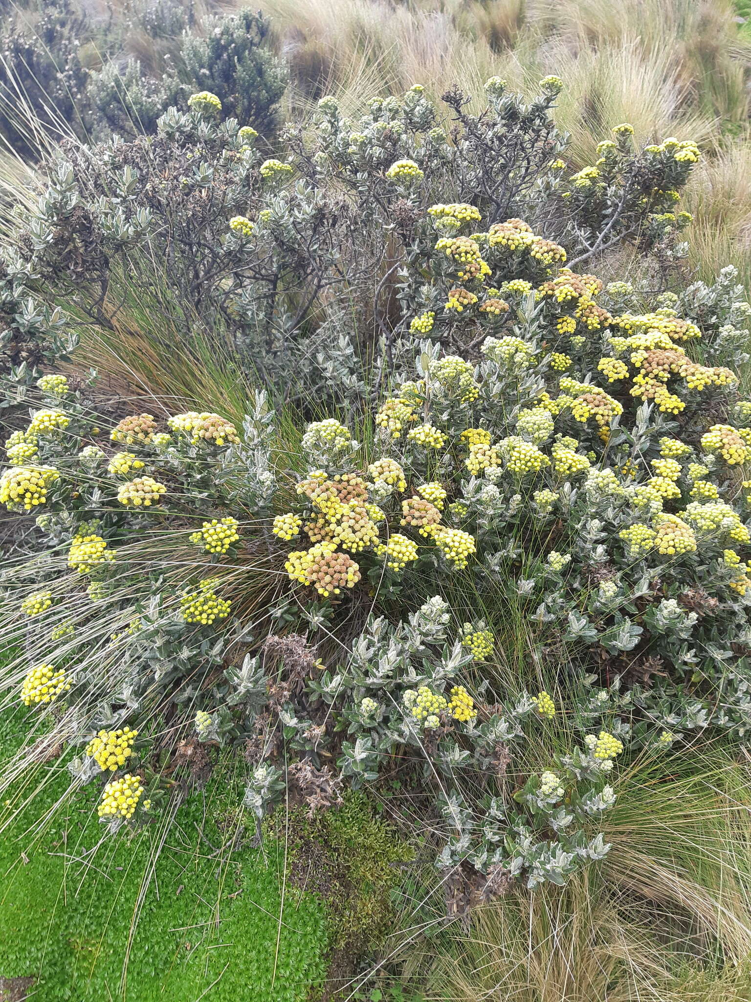 Image of Monticalia andicola (Turcz.) C. Jeffrey