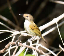 Image of Rusty-fronted Tody-Flycatcher