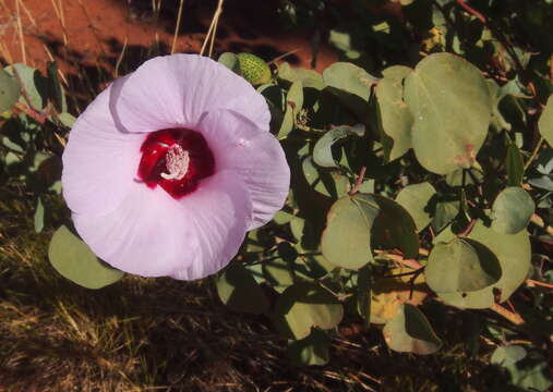 Image of Sturt's desert rose