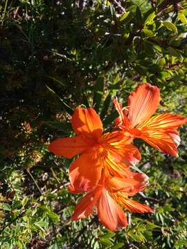 Image of Alstroemeria ligtu L.