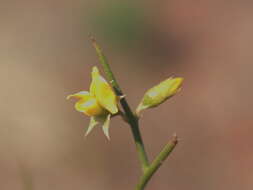 Plancia ëd Mirbelia viminalis (Benth.) C. A. Gardner