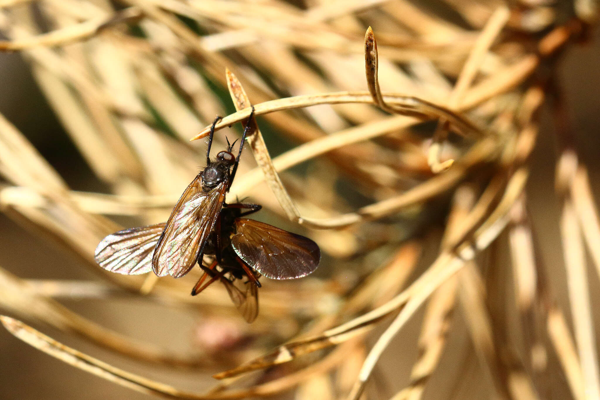 Imagem de Empis borealis Linnaeus 1758