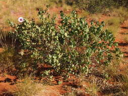 Image of Sturt's desert rose